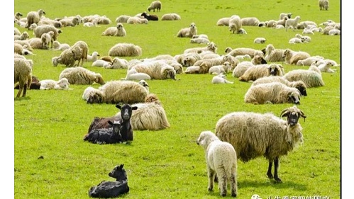 小牛看家—不能饿着肚子保生态， 牛羊定居，牧民变富
